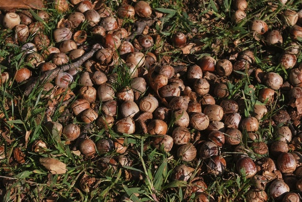 Anatomy of an acorn – acornbar.com